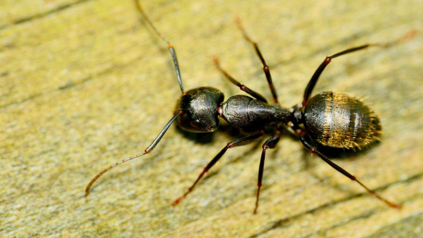 Carpenter-Ant