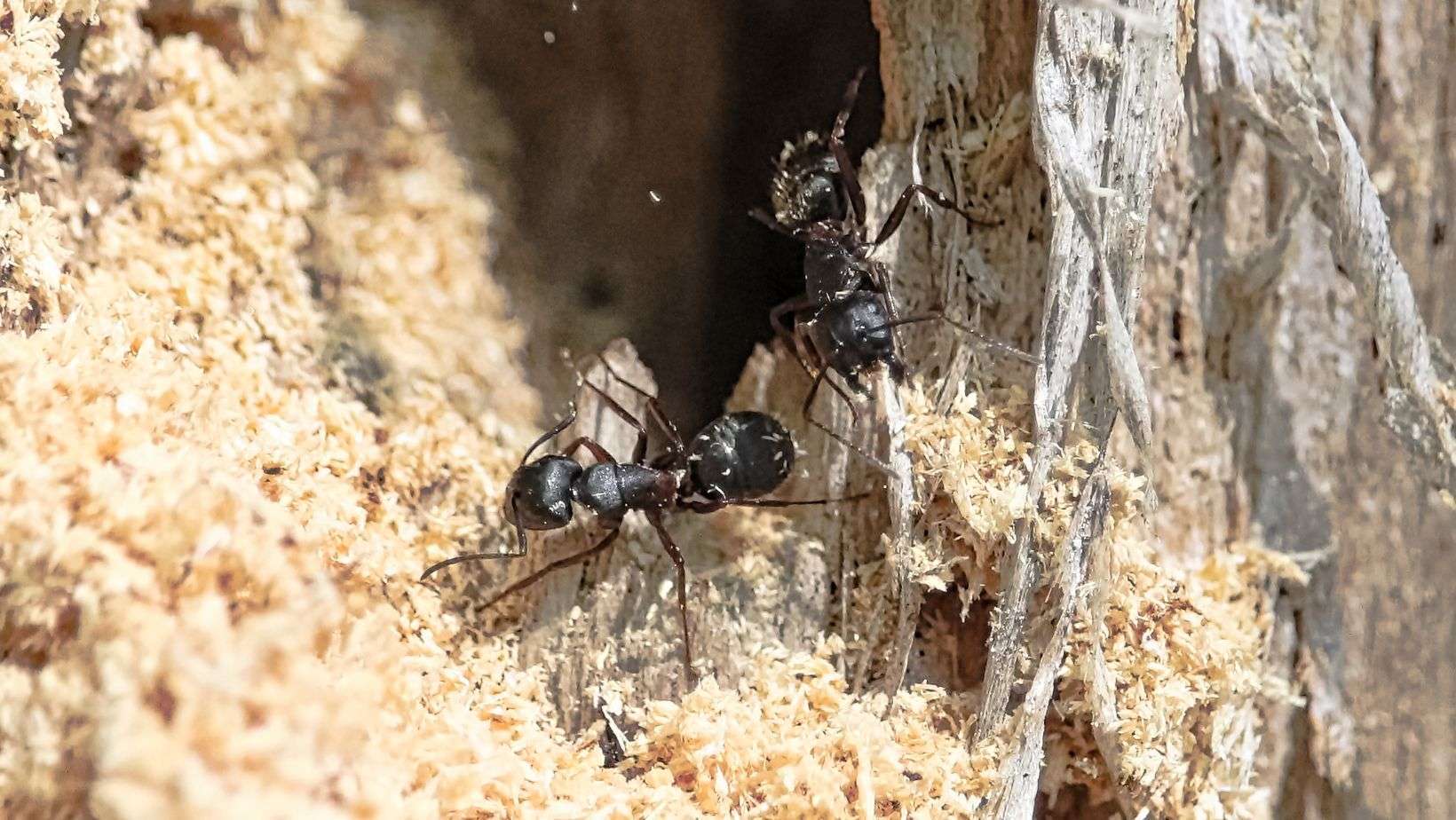 Carpenter-Ants-Nests