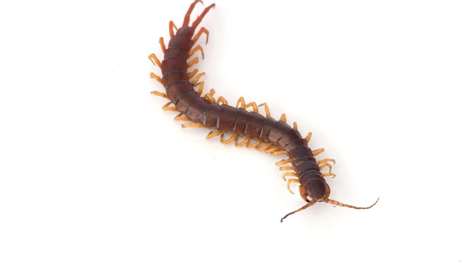 Centipede