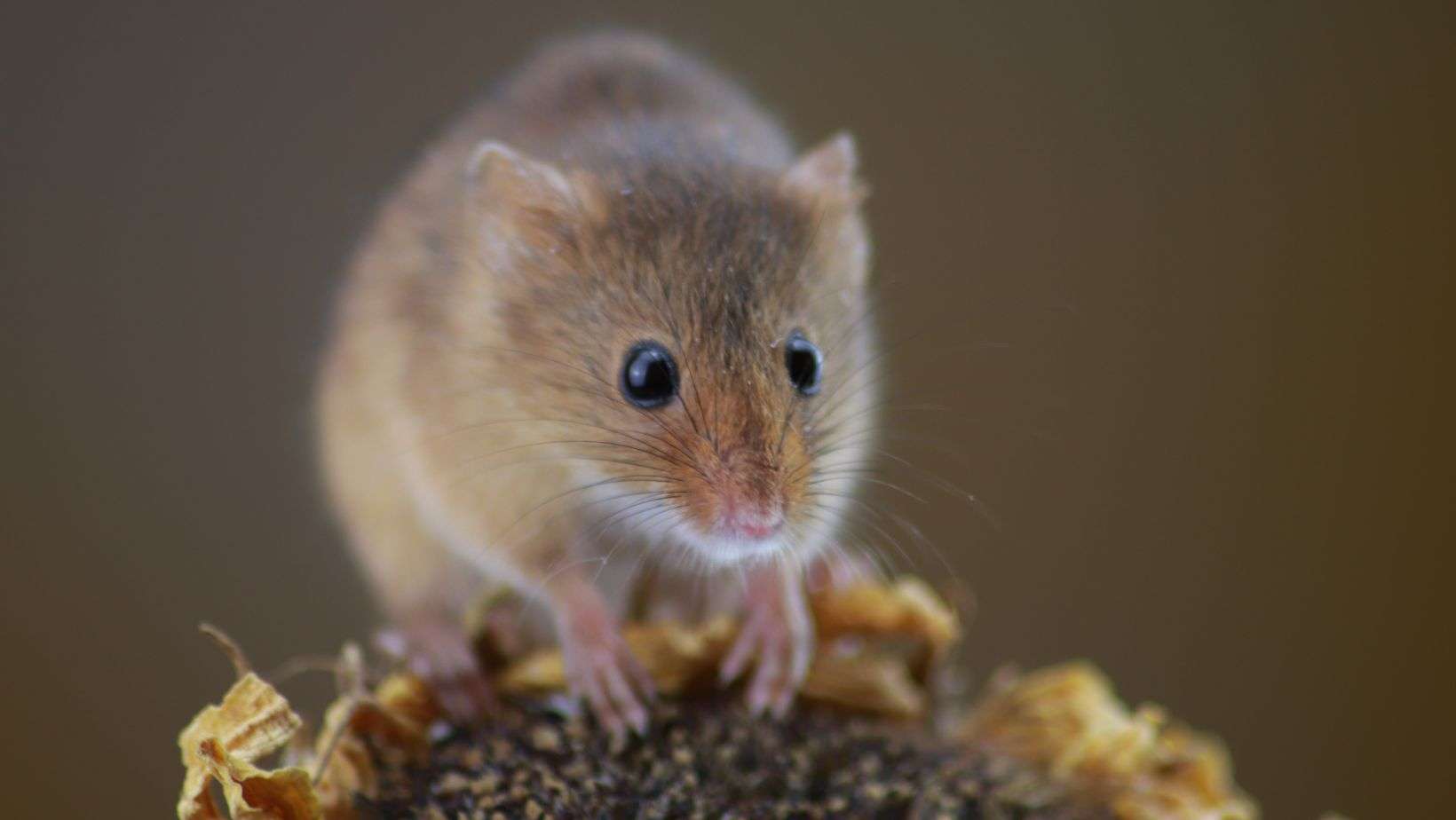 Mice-exterminator-Stouffville