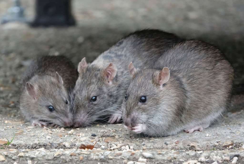  Big- rat-family 