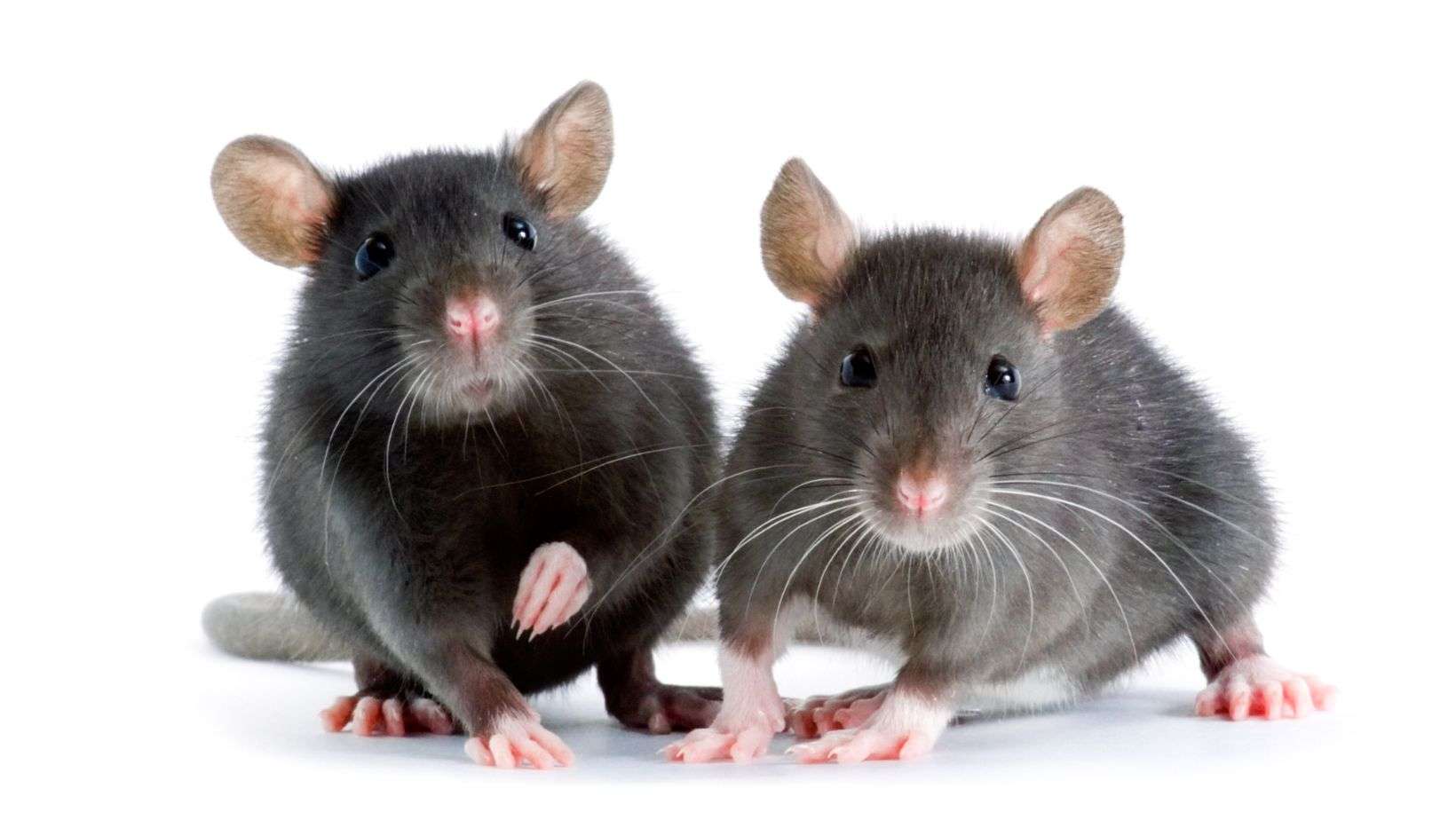 Rats-Rapid-Reproduction