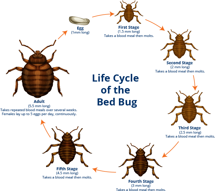 Bedbug-lifecycle