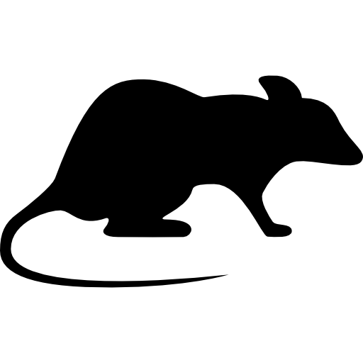 Rat