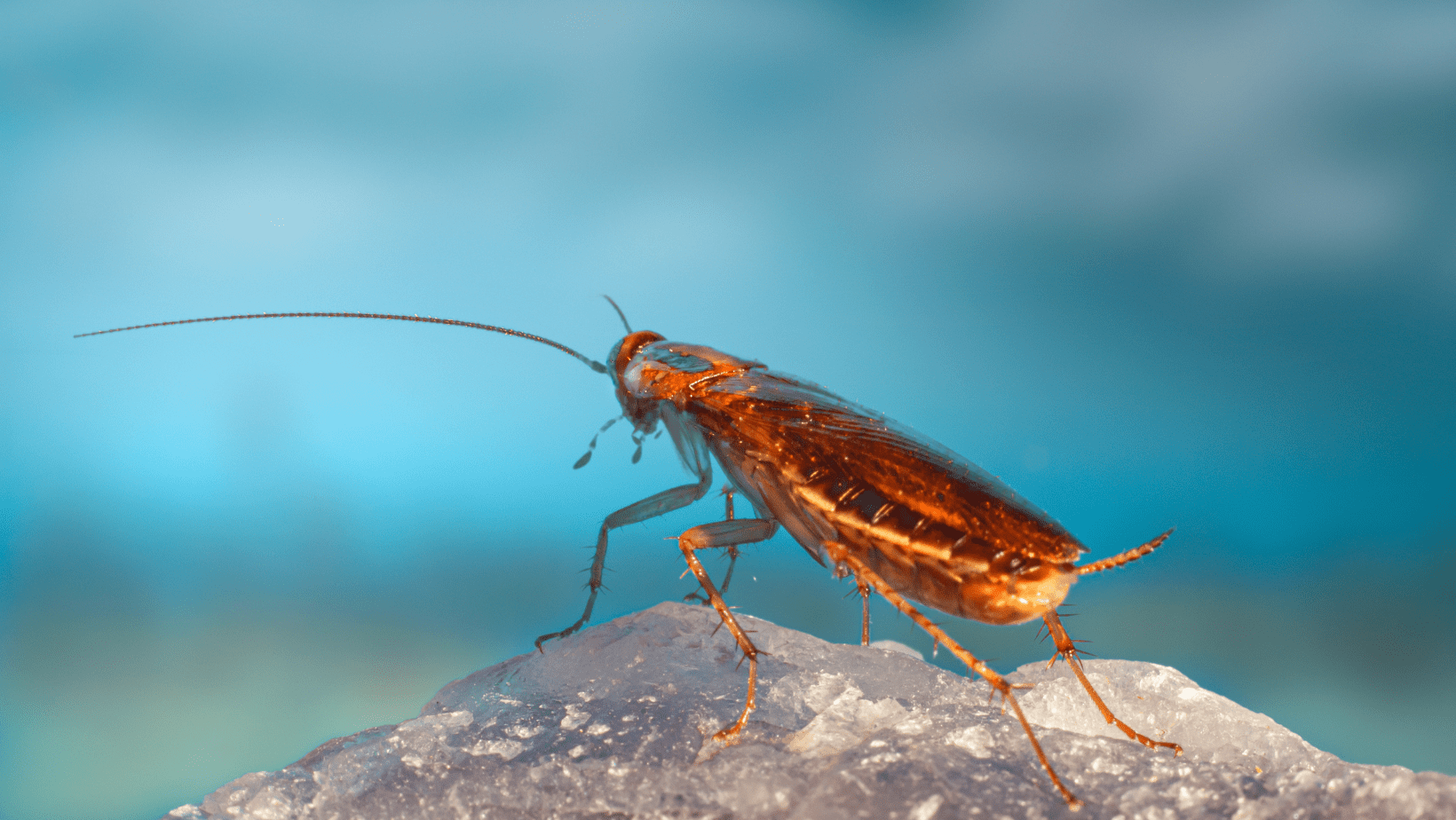 Cockroach-Appearance