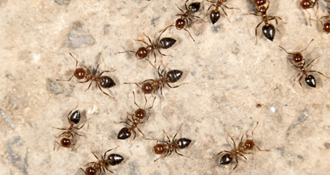 Ant Control And Removal In GTA