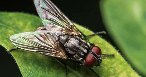 Flies Control and Removal In GTA
